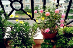 室內(nèi)風(fēng)水適合擺放什么植物？