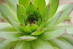 <b>房子裝修后放什么植物好？</b>